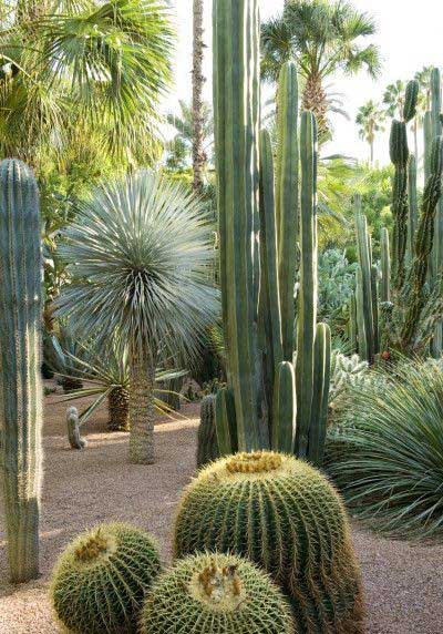 Paisajismo y diseño de jardines en este precioso jardín de suculentas